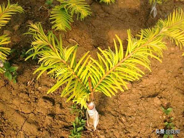 水杉盆景的造型,水杉盆景制作过程