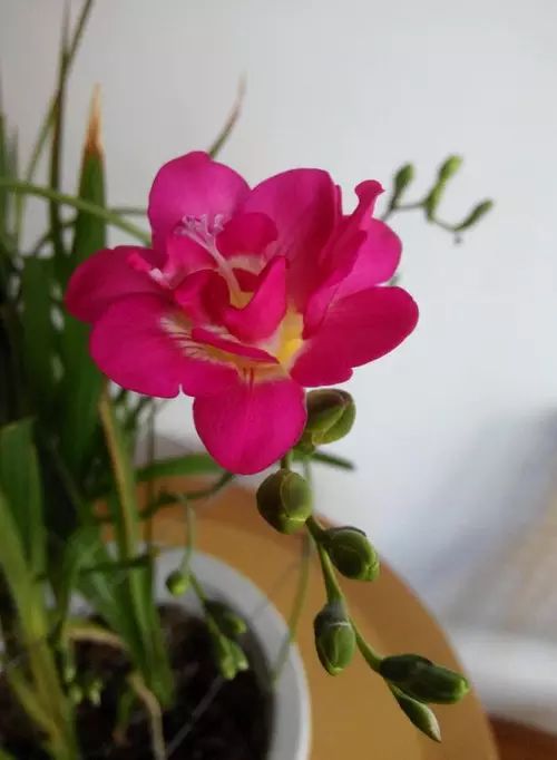 中国十大名花惊艳千年,中国十大名花美极了