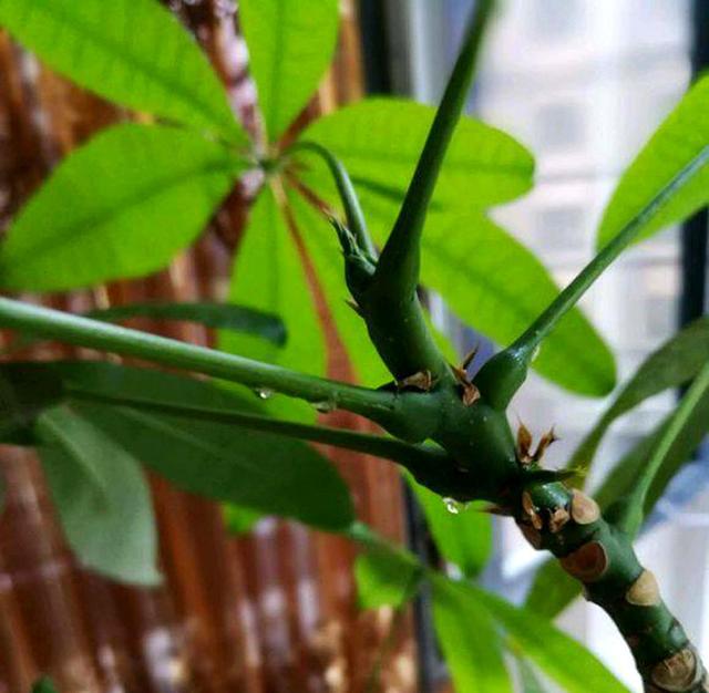 发财树叶片上有黏液是怎么回事,发财树枝干流液体怎么回事