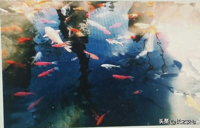 子君最悲惨的一集,子君悲惨命运的根源