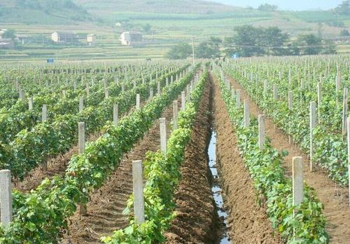 葡萄落花落果严重有好办法吗,怎样防治葡萄落花落果