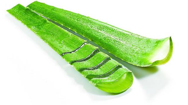 耐活好养的盆栽植物芦荟,芦荟全身都是宝