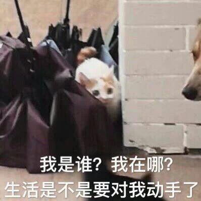 搞笑gif你们这些城里人太会玩了,搞笑gif逗比的世界你永远理解不了