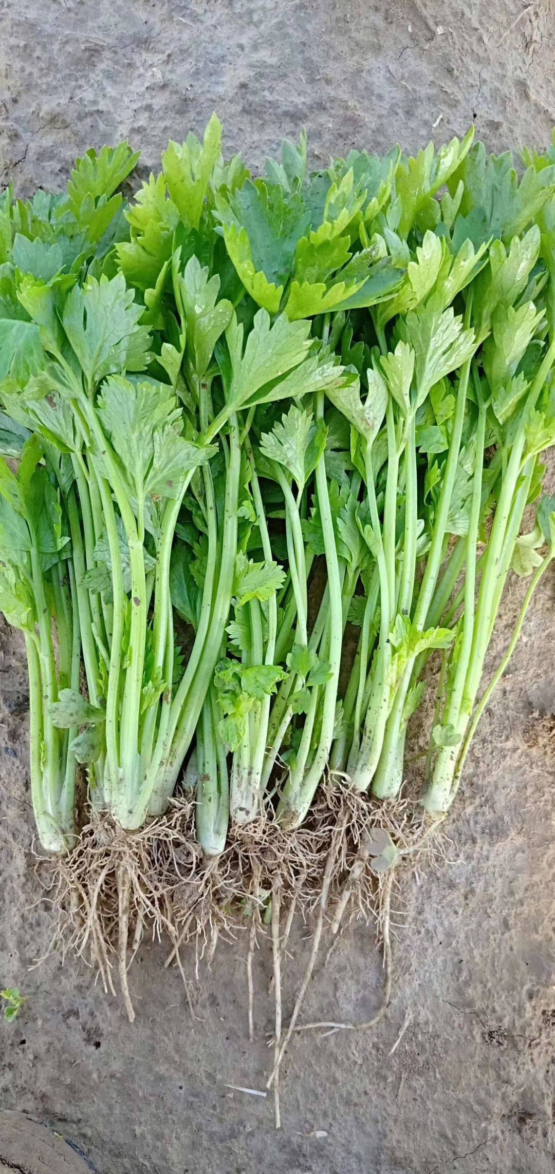 叶菜品类表,叶菜类一览表