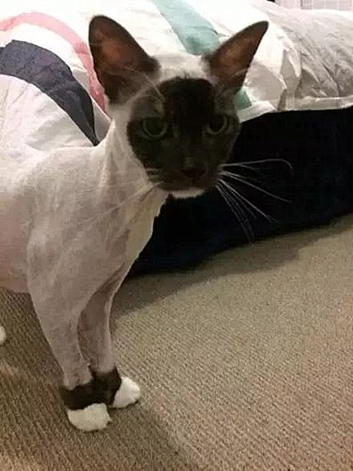 长毛猫身上有跳蚤了需要剃毛,奶牛猫身上有跳蚤用什么药