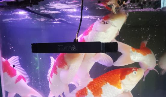 观赏鱼受伤了长毛了怎么回事,观赏鱼怎么判断是外伤还是烧鳍