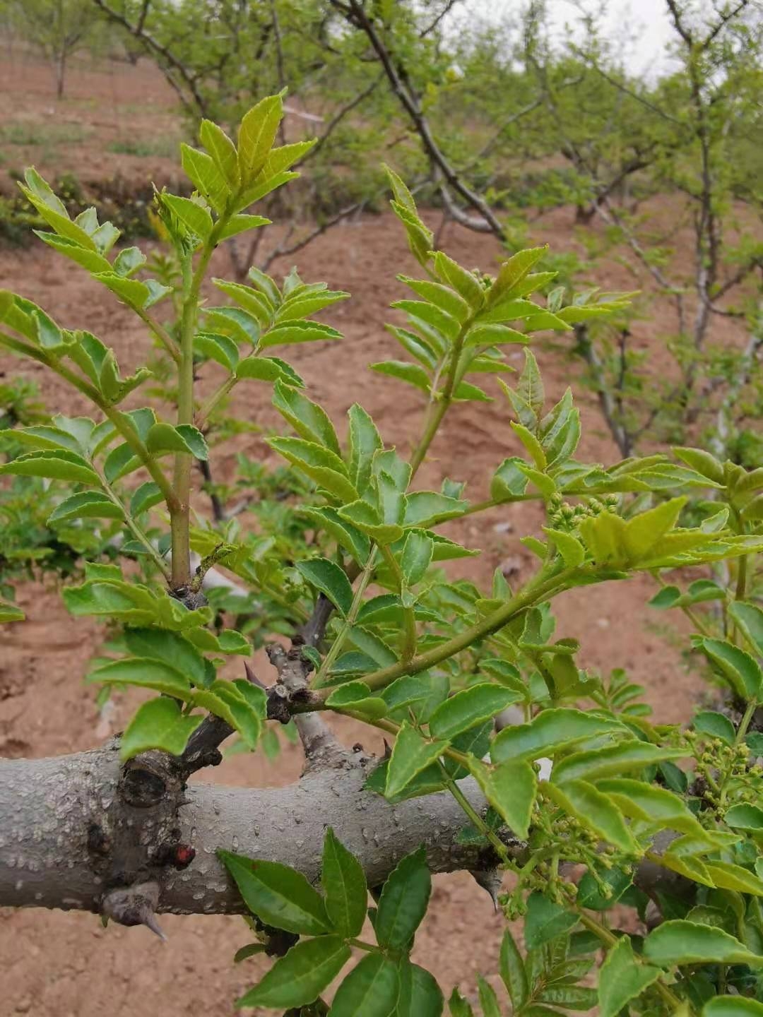 花椒助农的方法和措施是什么,椒农谈花椒