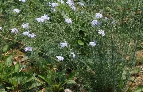 纺织常用原料,常见纺织原料