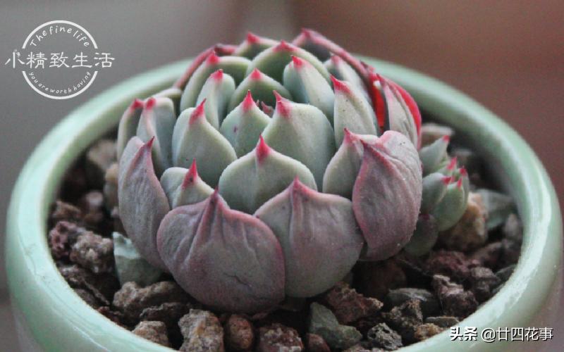 多肉浇水后还是皱巴巴的,多肉叶片干瘪发皱浇水后也不恢复