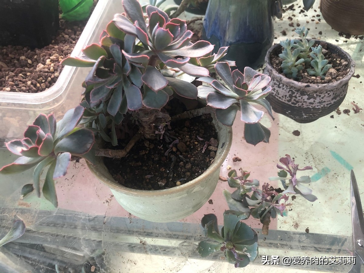 解决多肉长蚧壳虫有套路,与多肉相遇已经是第六个年头了