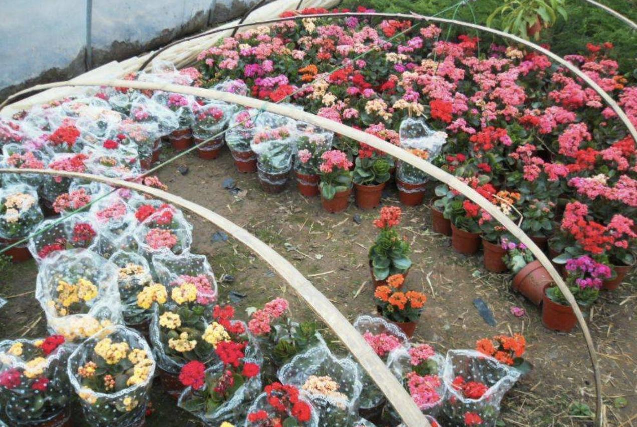 长寿花喜欢阳光,长寿花喜欢油性肥料