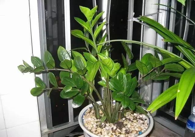 出现黄叶枯萎,出现黄叶用什么药