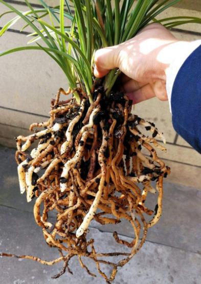 兰花换盆如何修剪根系,兰花换盆根系修剪