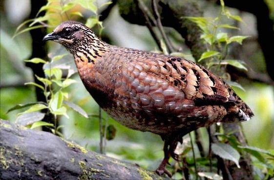 东江揽胜,惠州淡水常见鸟类图谱