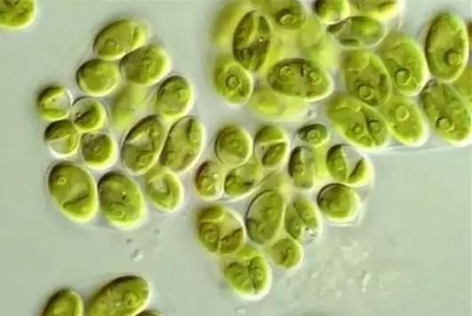 水产养殖业藻类的生命周期,水产养殖常见藻类植物