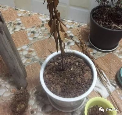 风信子开完花剪掉还会开吗,风信子开完花还可以活吗