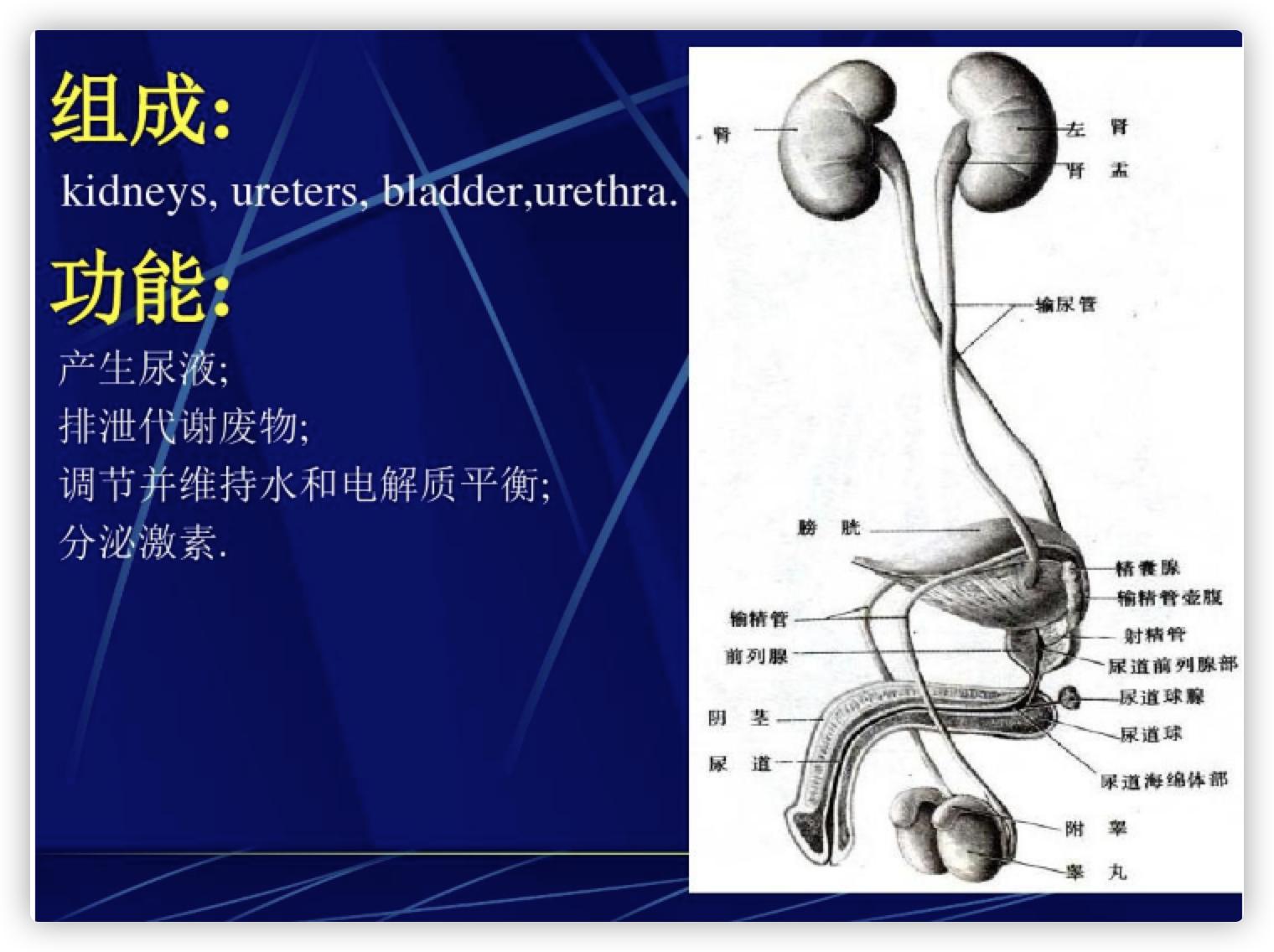 医生说肾里有结石不要紧,有结石为什么彩超照不出来