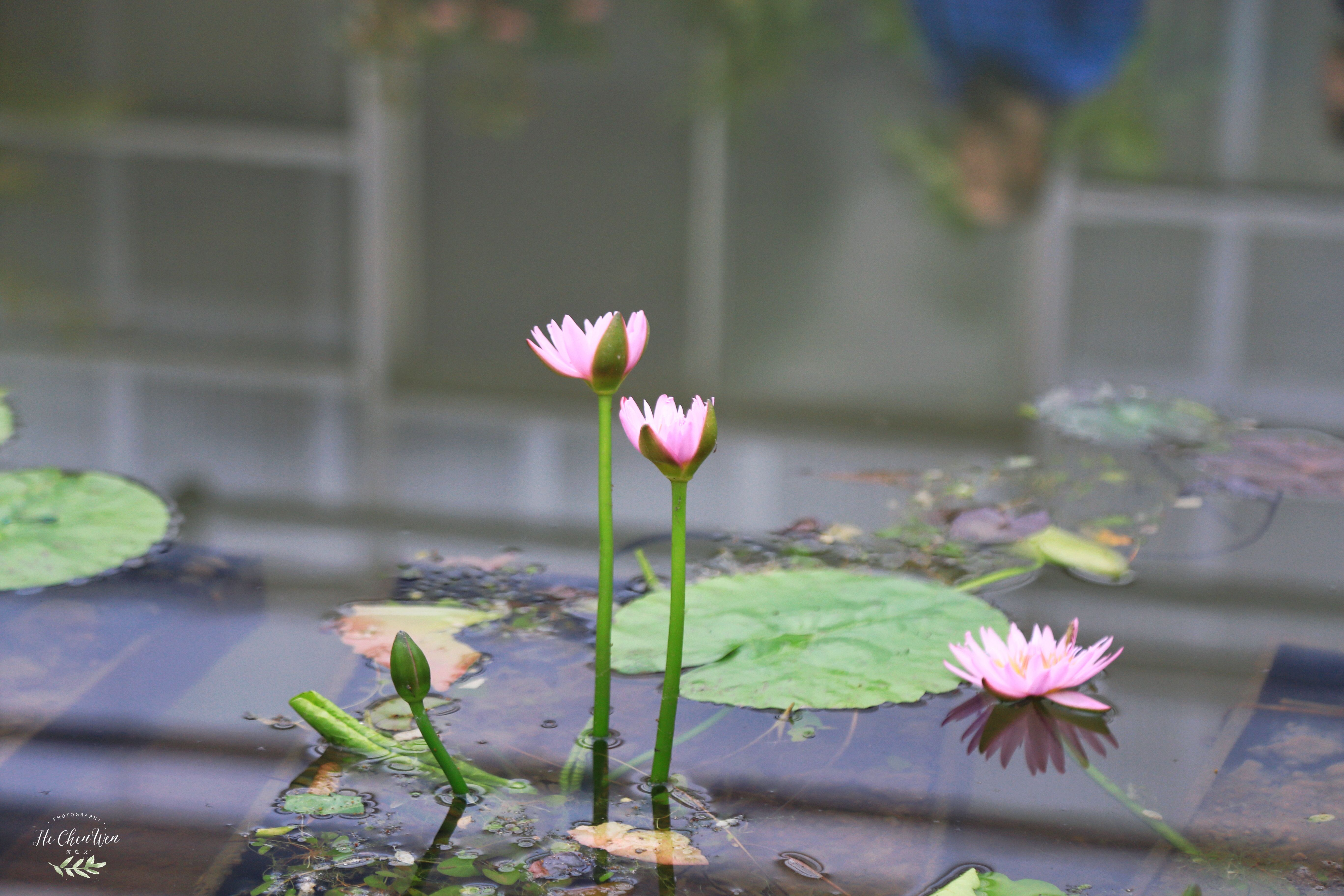 日本地狱温泉是怎么形成的,日本地狱温泉在哪里