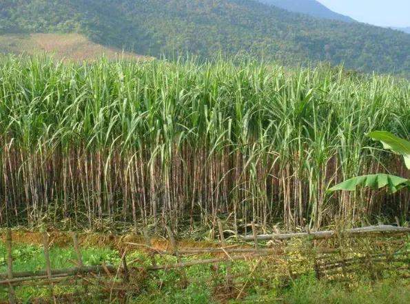 傻子路过一片甘蔗地，被一具女尸绊倒，转身逃跑却被女尸一手抓住