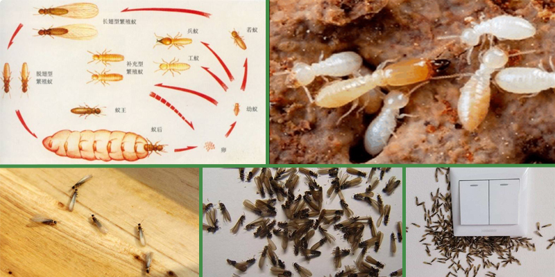 虫害是否严重也是有很大的关系的,关于虫害问题你有什么想了解的