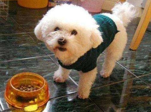 比熊最多能活几年,养两只比熊要注意哪些事项