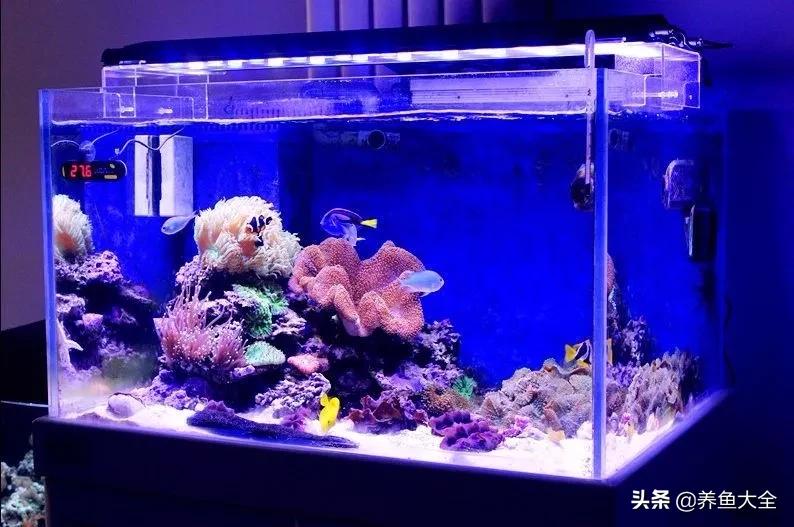 鱼缸水是清澈的但是有异味,孔雀鱼缸有异味怎么处理