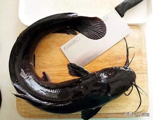 大蒜烧鲶鱼的正宗做法,大蒜烧鲶鱼鲶鱼要炸过吗