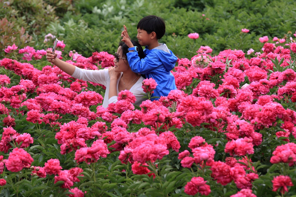 莫道春深百花残芍药花开正芬芳