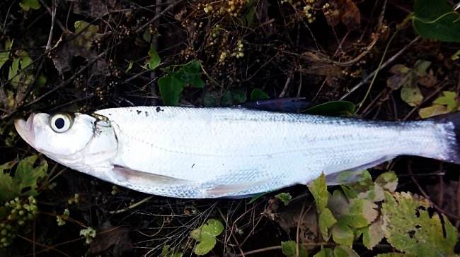 路亚翘嘴新手入门,路亚翘嘴新手入门教学