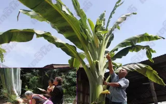 泰国3d彩票的玩法,泰国彩票开奖方式