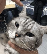 猫咪最不可以碰的地方是哪里,猫咪最不能碰的几个地方