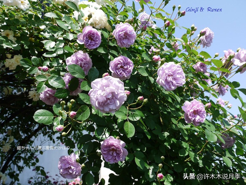 区分爬藤月季和普通月季的方法,微月阳台月季灌木品种有哪些