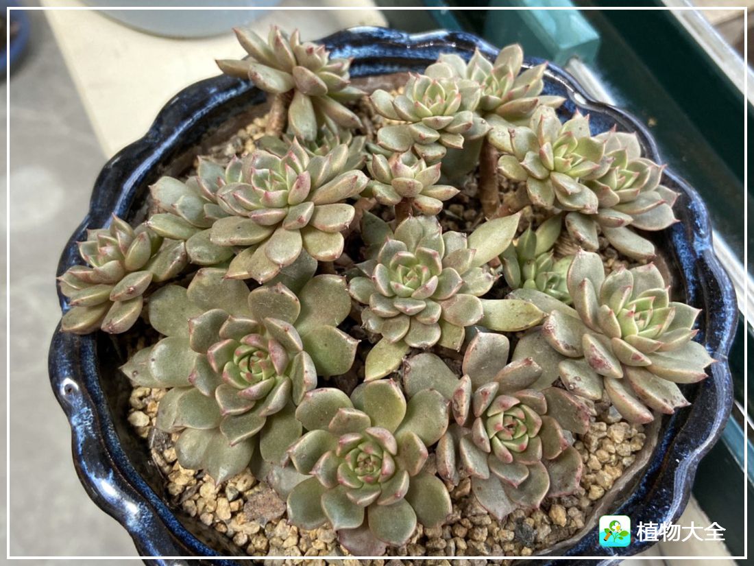 艾格尼亚多肉植物,多肉植物奥利维亚