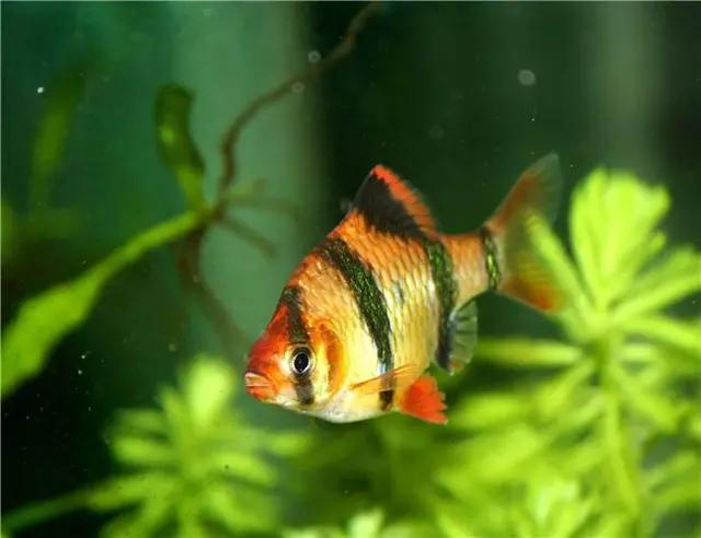 观赏鱼体表外伤怎么治,观赏鱼外伤肠子流出会自愈吗