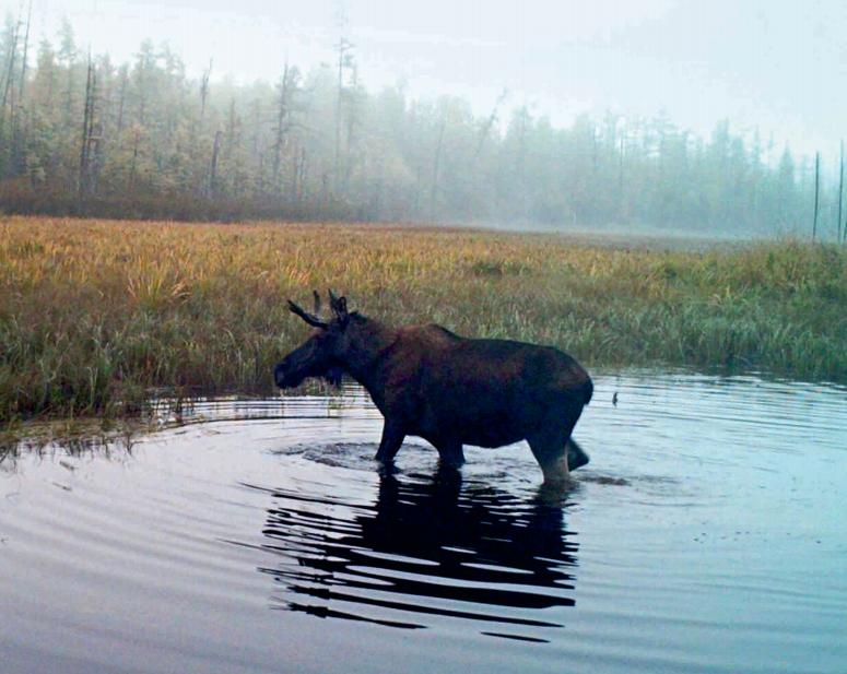 林草科普|驼鹿:典型泰加林居民