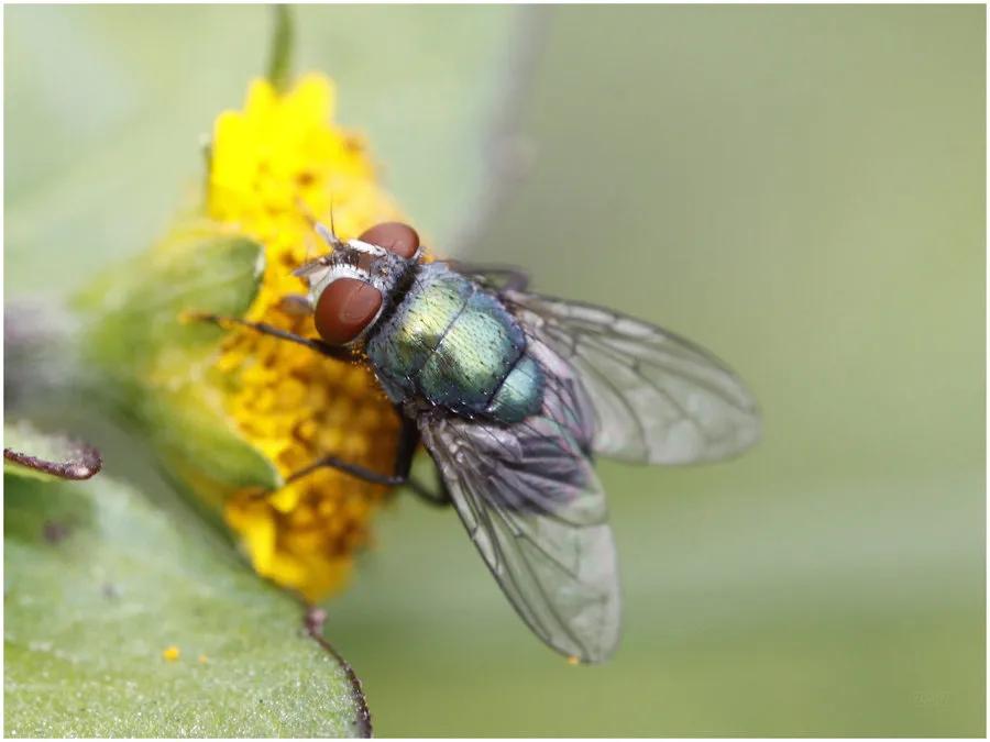 落英缤纷小说阅读,落英缤纷优美词句