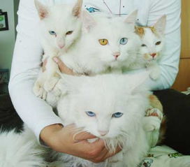 猫咪害怕放烟花的声音,猫咪害怕烟花爆竹的声音怎么办