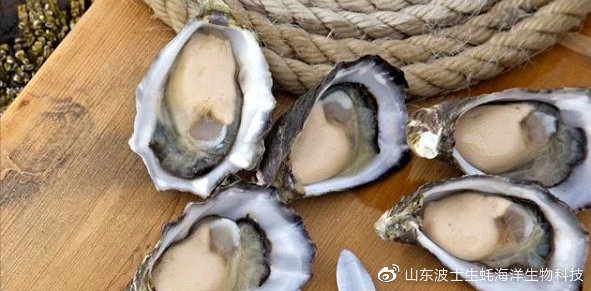 宵夜吃生蚝真实视频,宵夜湛江生蚝生吃