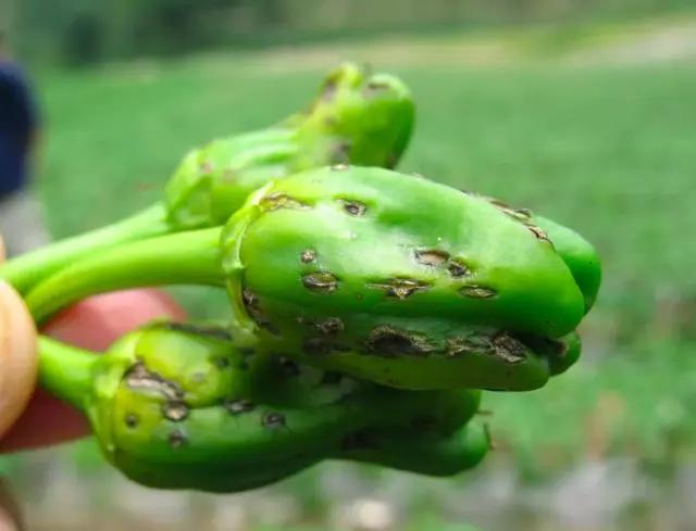 难缠的辣椒炭疽病，最全讲解在这里