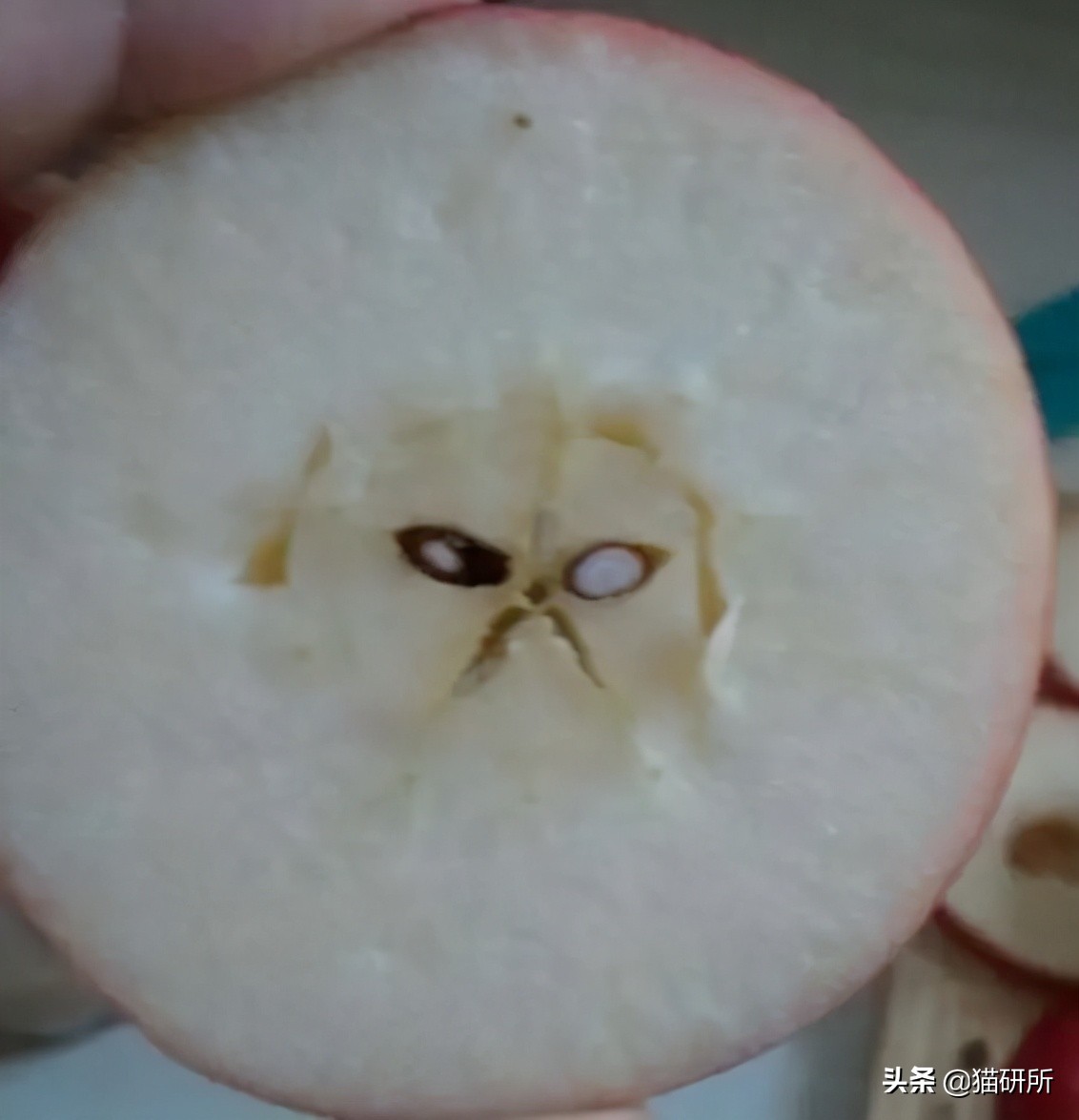 猫属于肉食动物一般不吃什么,猫咪是肉食动物为什么也吃饼干