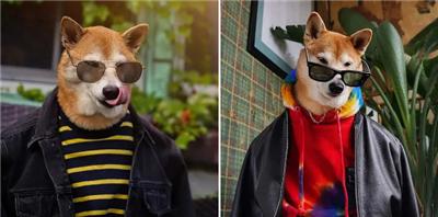 成熟狗狗穿搭,狗界王老五的时尚型穿搭示范