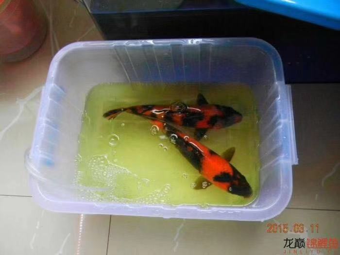 鱼缸养锦鲤鱼技术大全,缸养小锦鲤鱼的基本方法