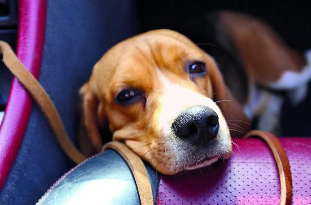 狗狗晕车吐了之后怎么调理,狗狗晕车呕吐没精神没食欲怎么办