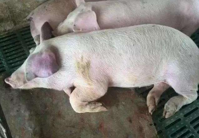 猪附红细胞体病症状及防治方法,猪附红细胞体和弓形体的区别