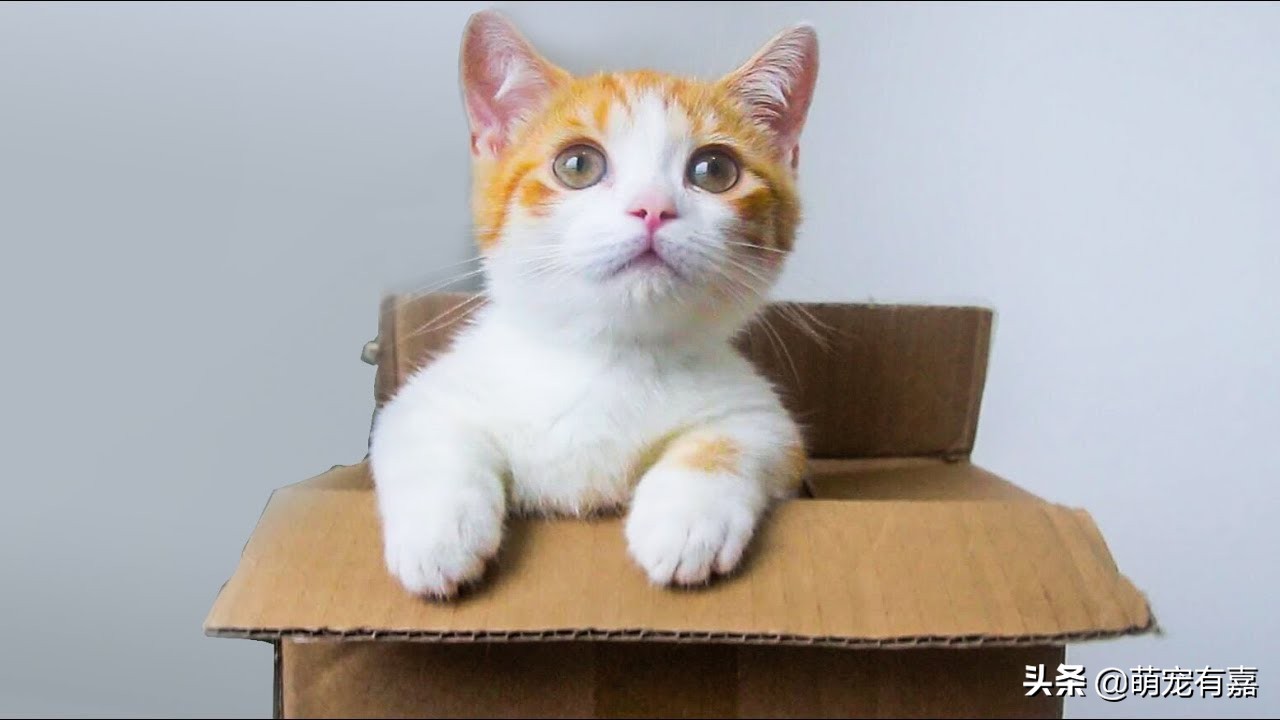 猫咪除尿臭最有效的方法,猫咪霉菌净