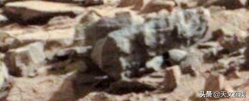 科学家发现火星上有昆虫,一名昆虫学家声称火星被大型覆盖