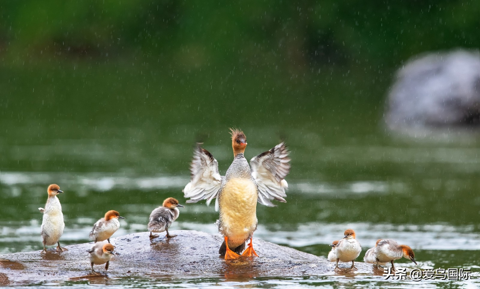 鸟类最好看的照片,100张绝美鸟类图片