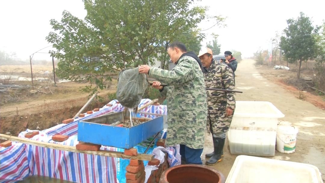 创富新发现:体质强健生长快,台湾泥鳅效益红火