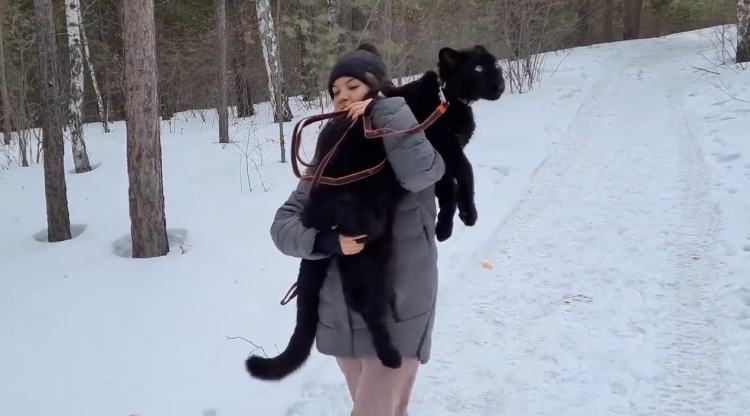 我的萌宠是只猫小说,我的萌宠是中华田园犬