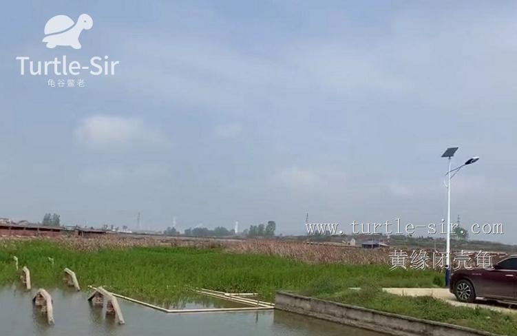 2019年黄缘龟市场分析,黄缘龟市场走势图